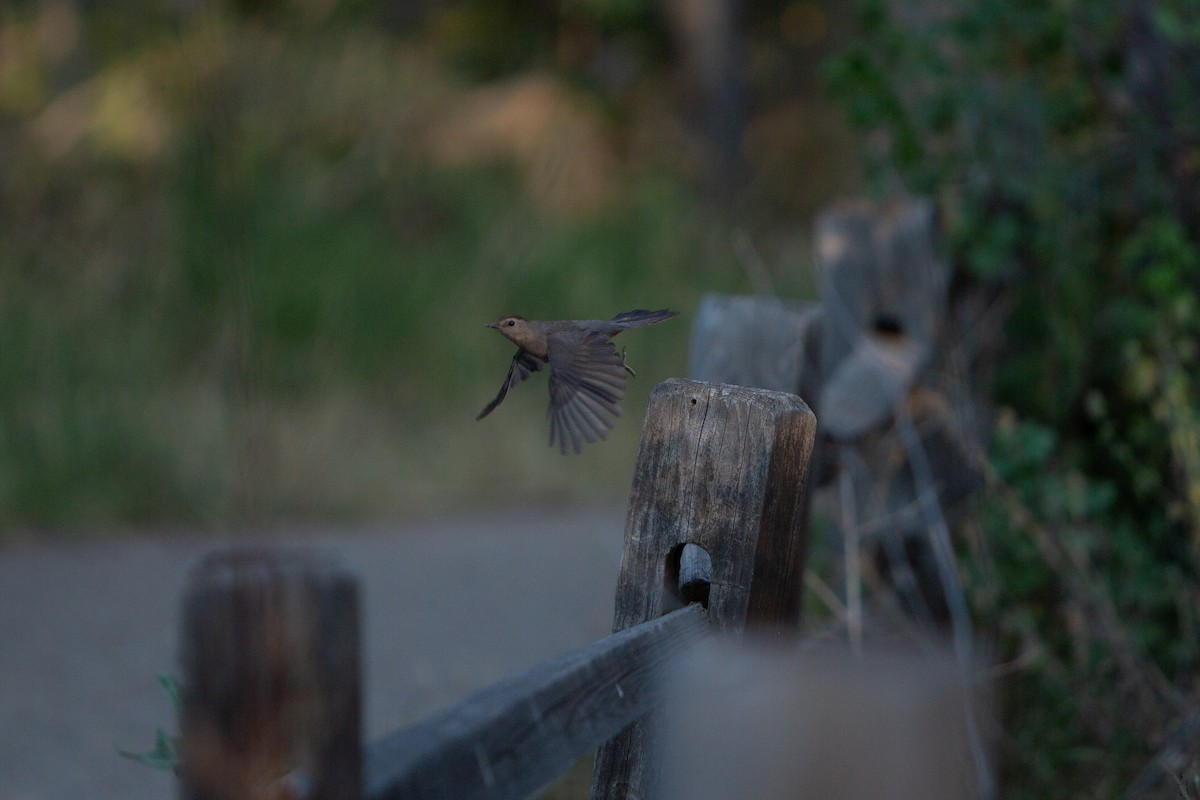 Gray Catbird - ML622055759