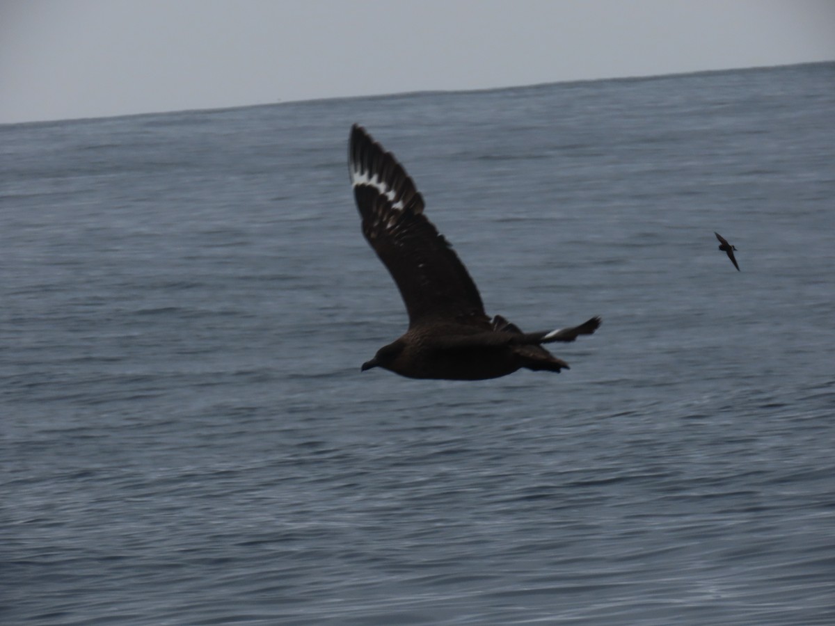 Chilean Skua - ML622055760