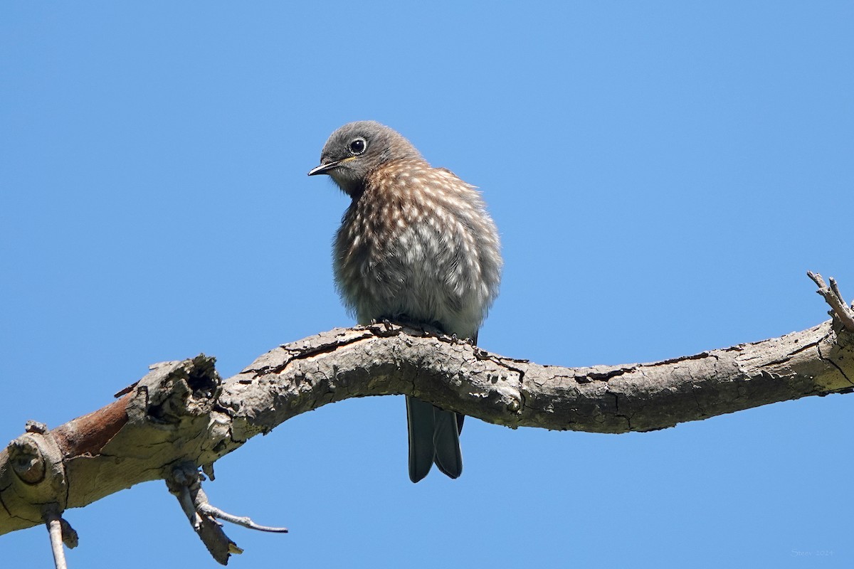 Western Bluebird - ML622055761