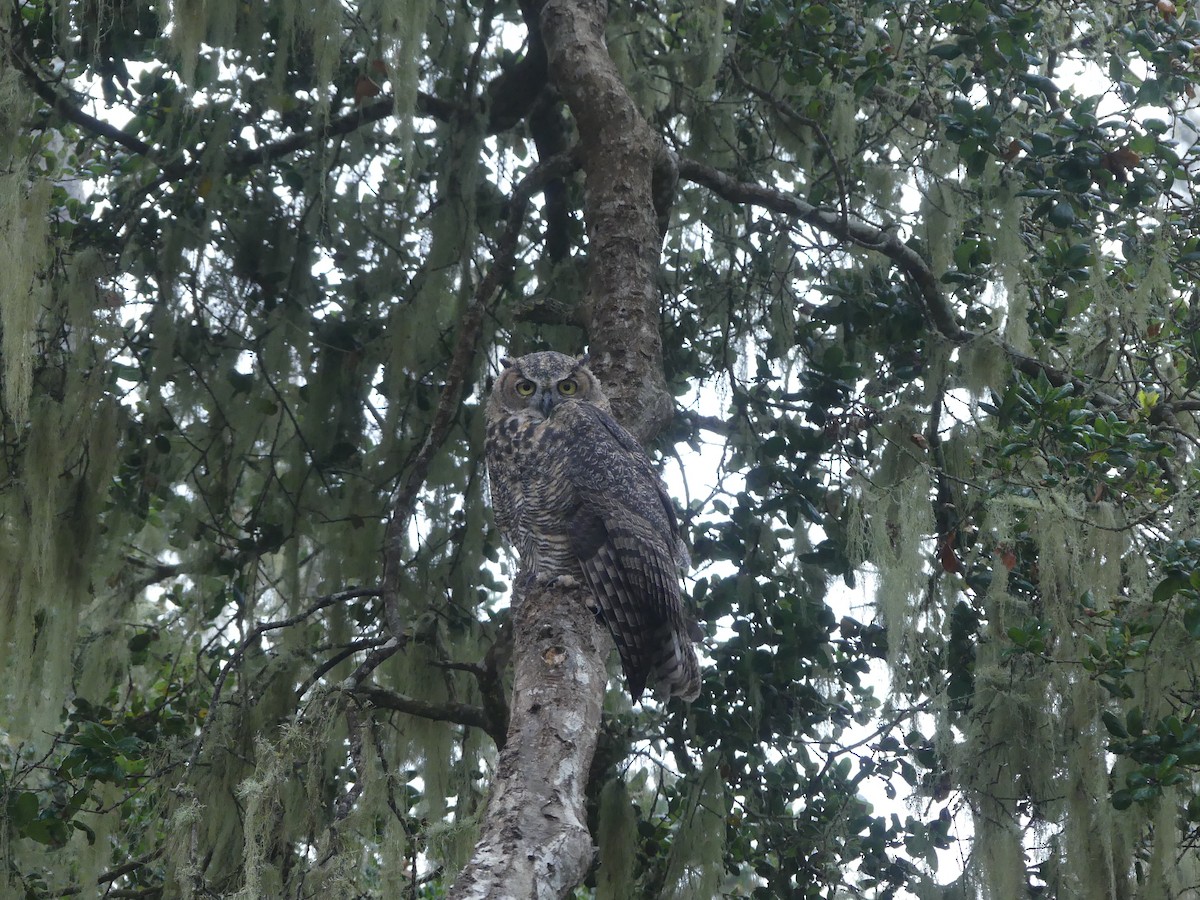 Great Horned Owl - ML622055765