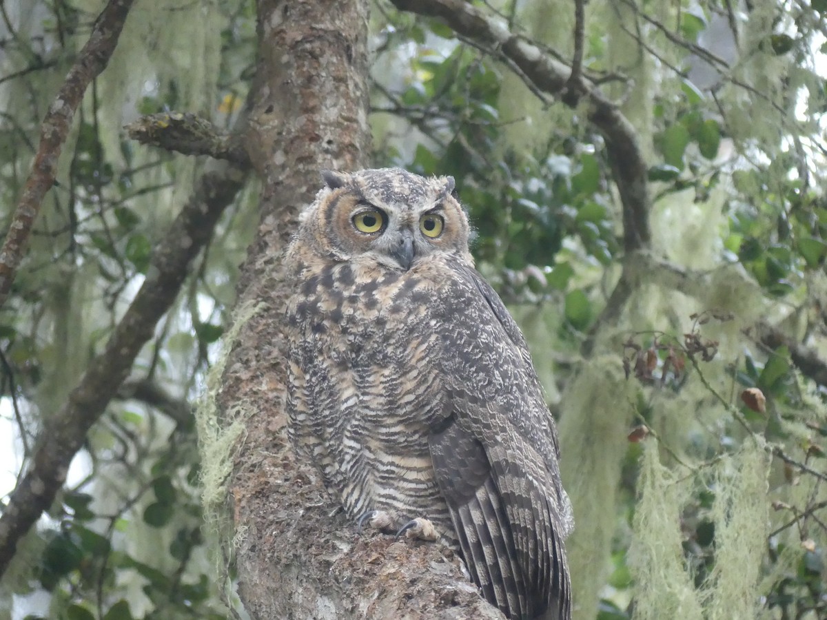 Great Horned Owl - ML622055766