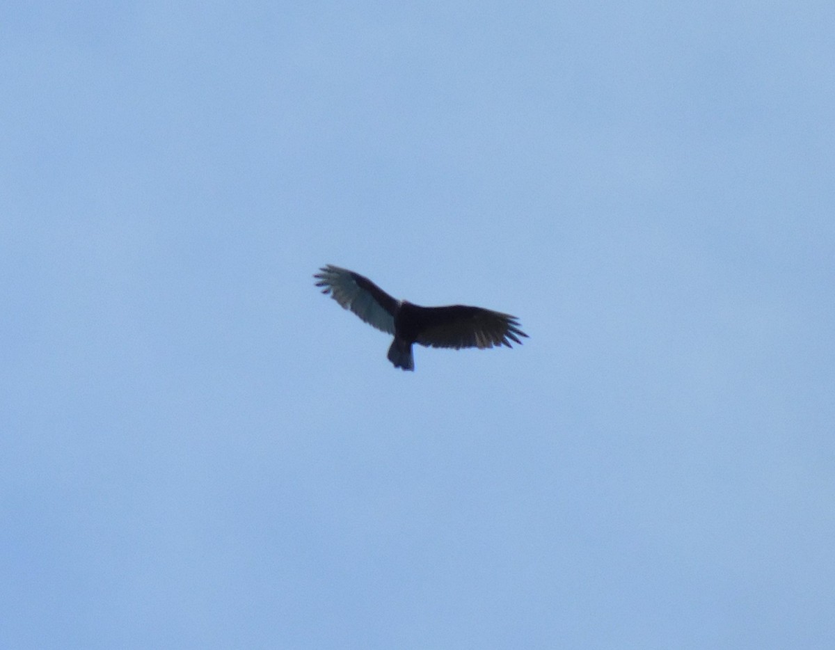 Turkey Vulture - ML622055767