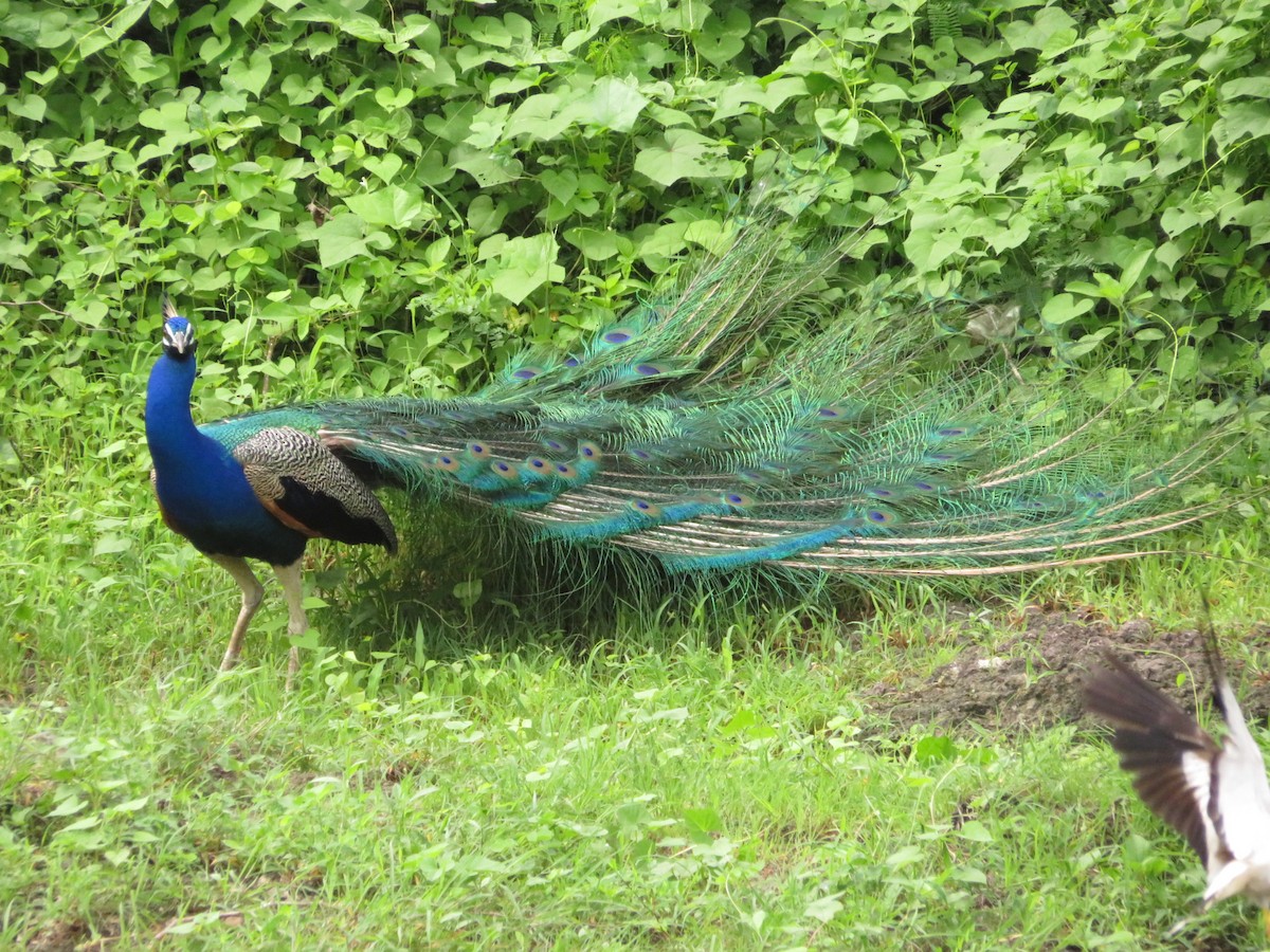 Indian Peafowl - ML622055768