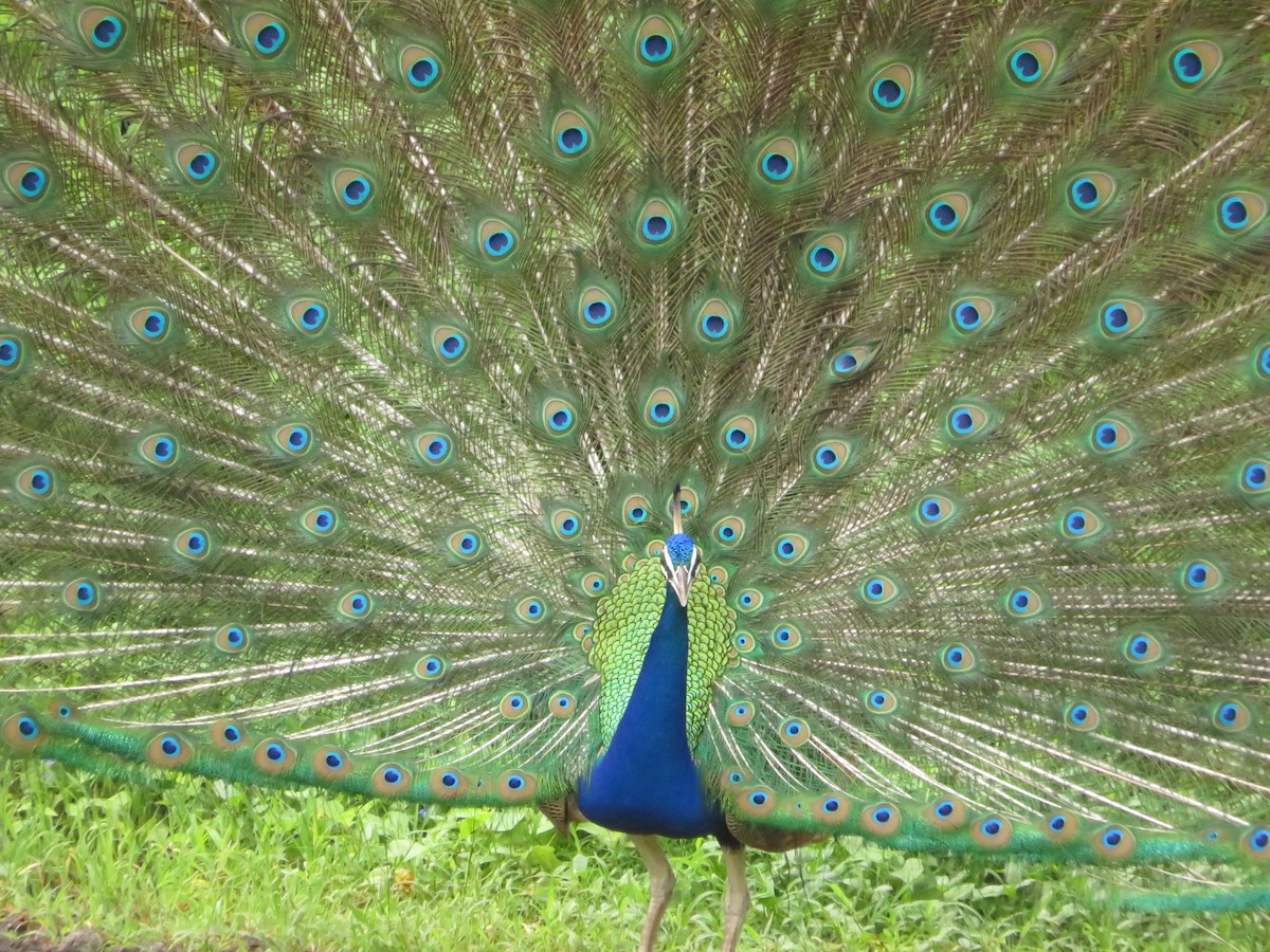 Indian Peafowl - ML622055769