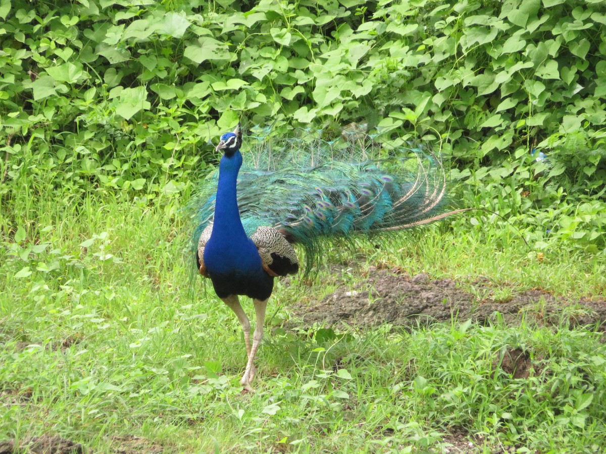 Indian Peafowl - ML622055770