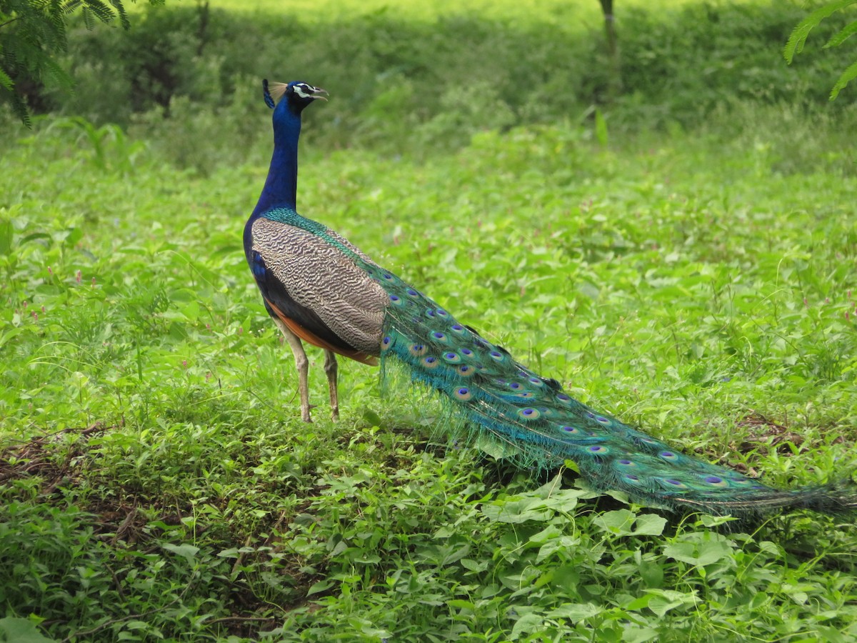 Indian Peafowl - ML622055772