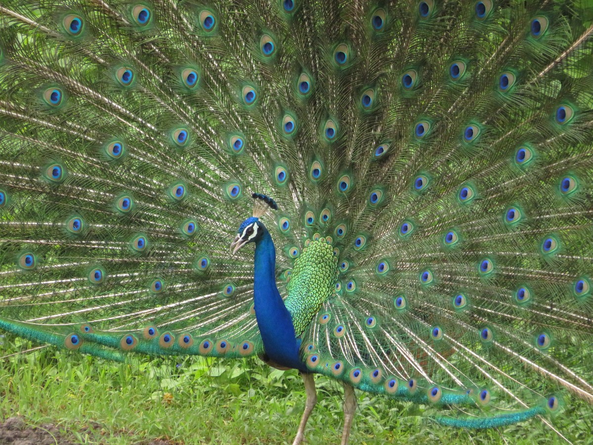 Indian Peafowl - ML622055773