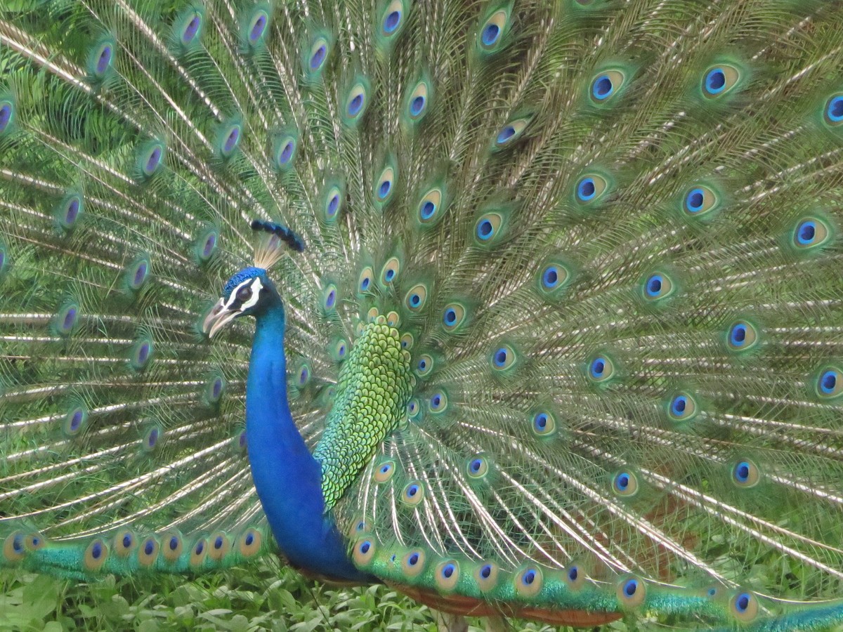 Indian Peafowl - ML622055774