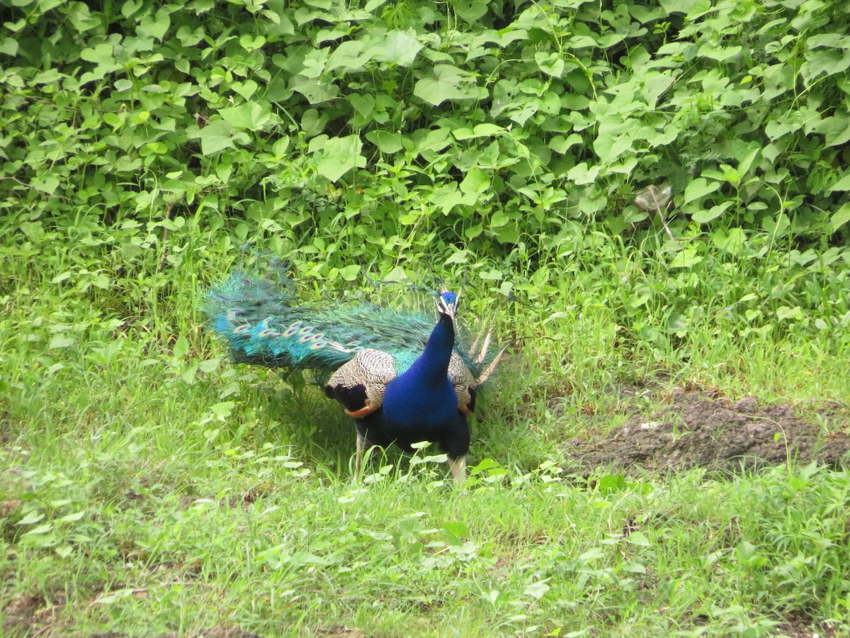 Indian Peafowl - ML622055775