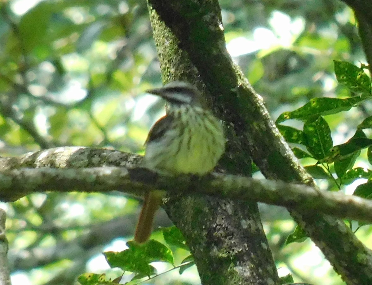 Sulphur-bellied Flycatcher - ML622055776