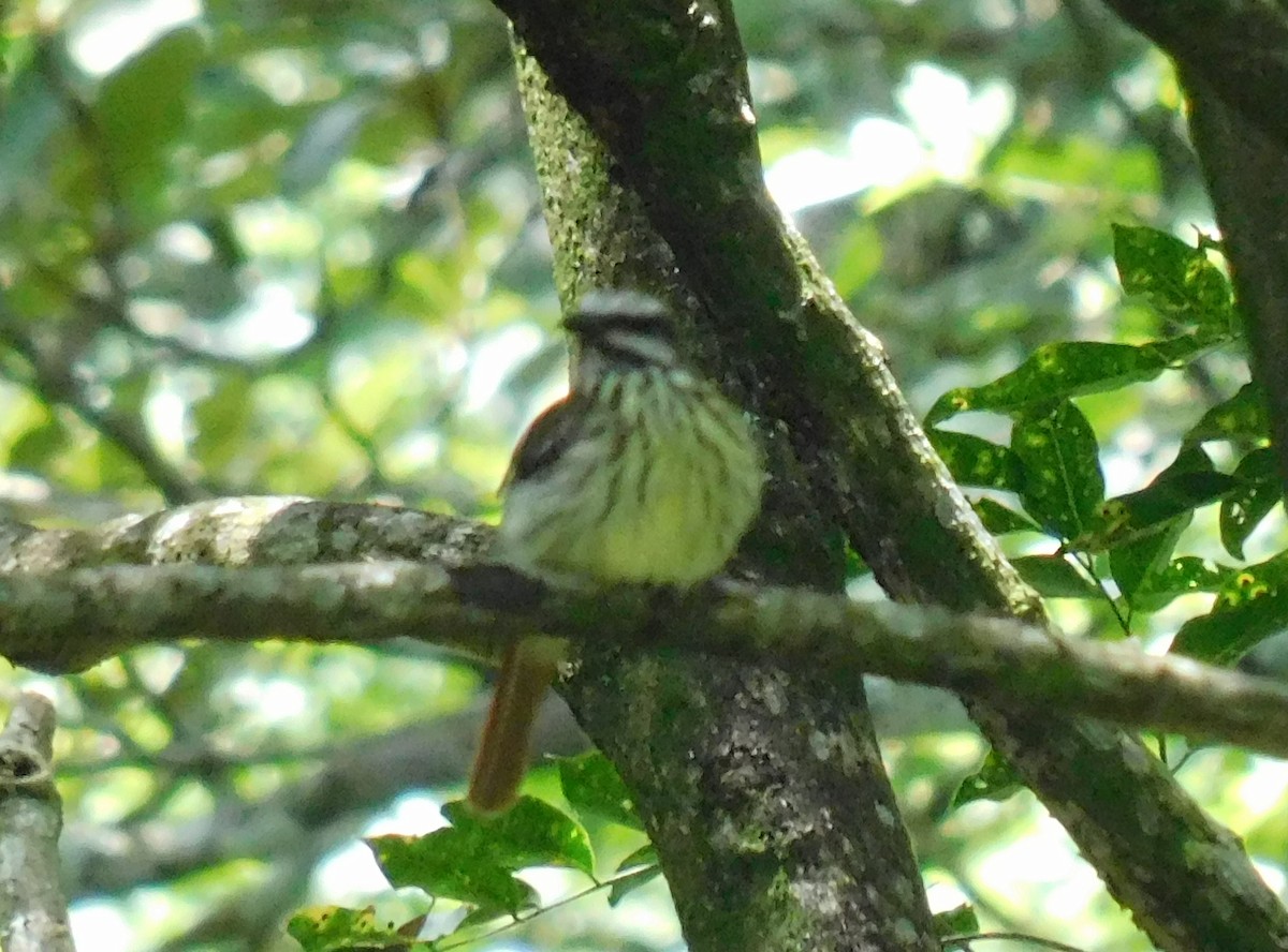 Sulphur-bellied Flycatcher - ML622055777