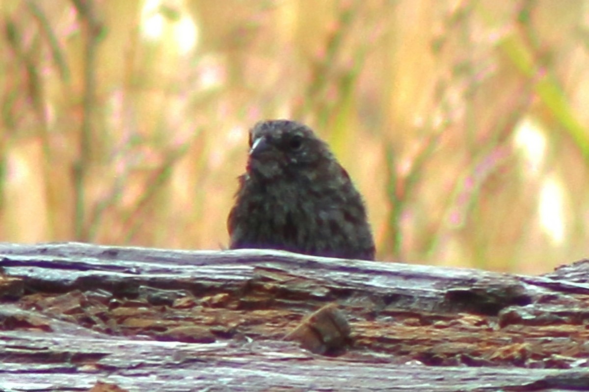 Song Sparrow - ML622055779