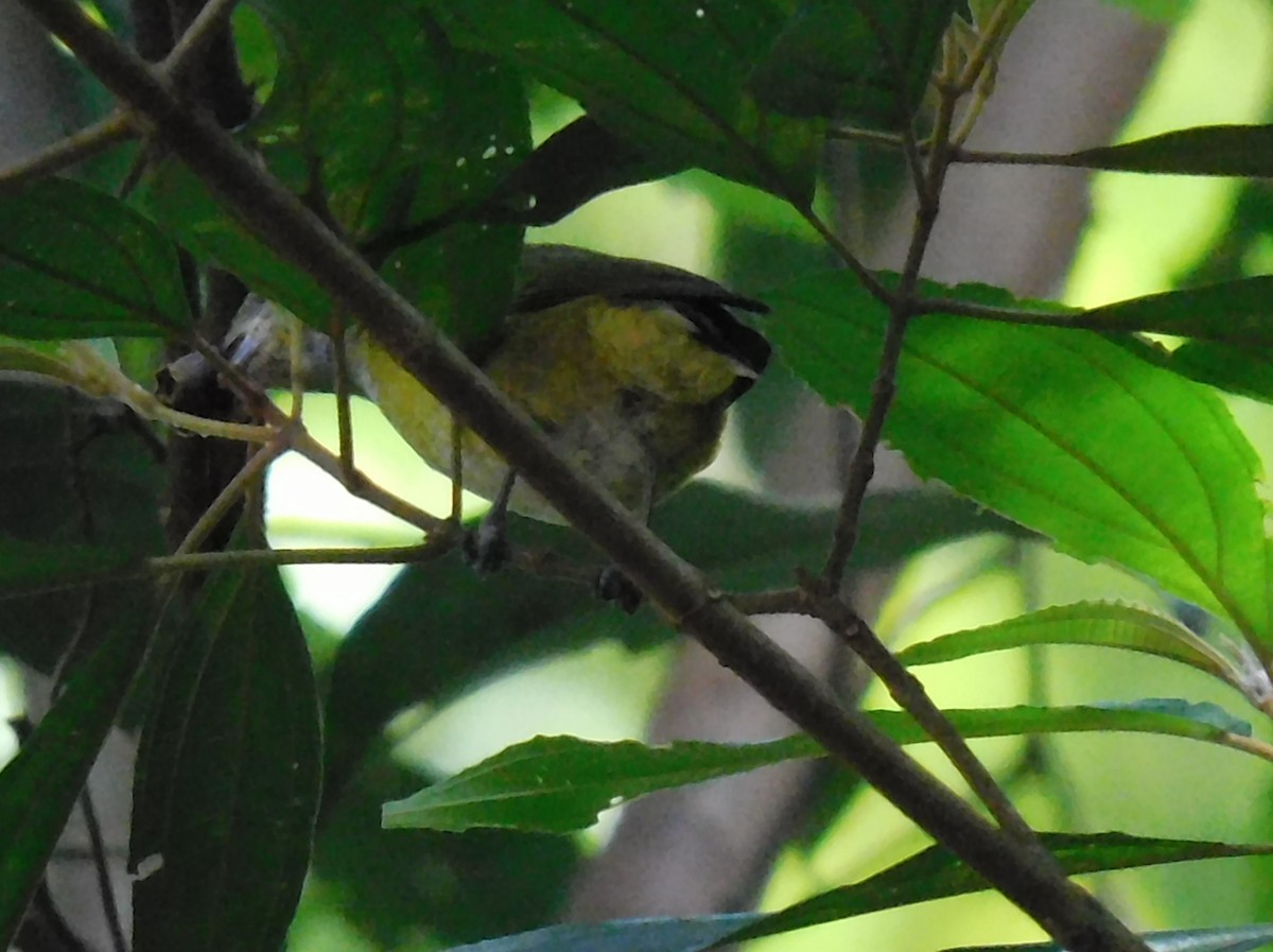 Yellow-throated Euphonia - Luis Manuel Gómez