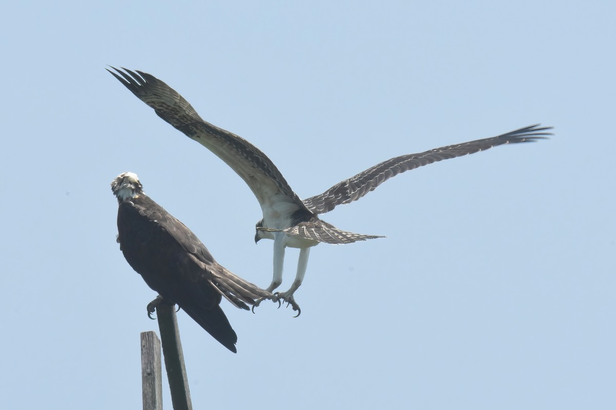 Balbuzard pêcheur - ML622055786