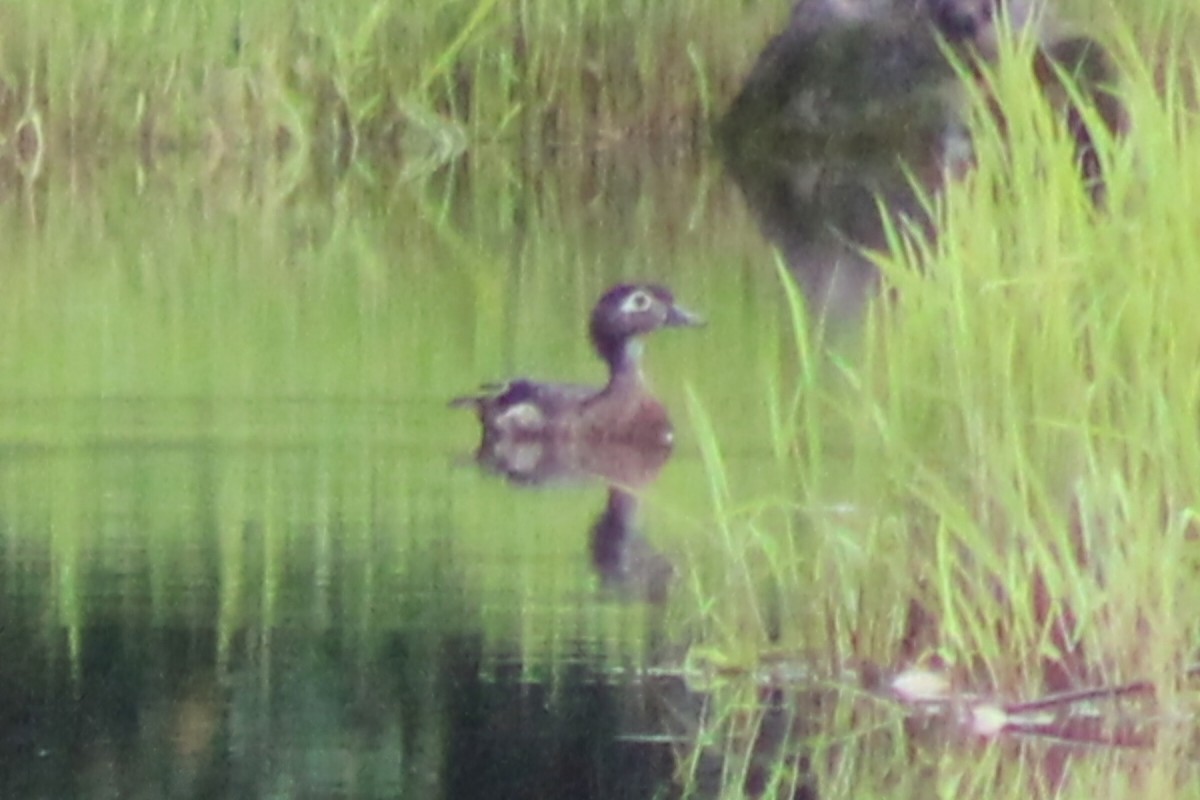 Wood Duck - ML622055792