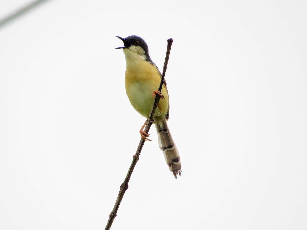 Prinia cendrée - ML622055793