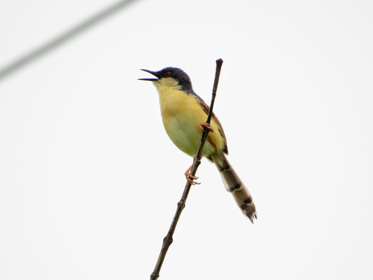 Prinia cendrée - ML622055794