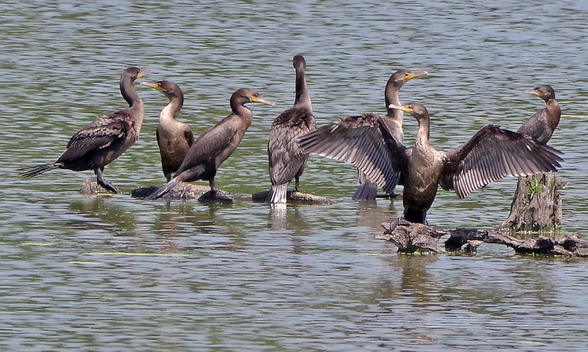 Cormoran à aigrettes - ML622055798