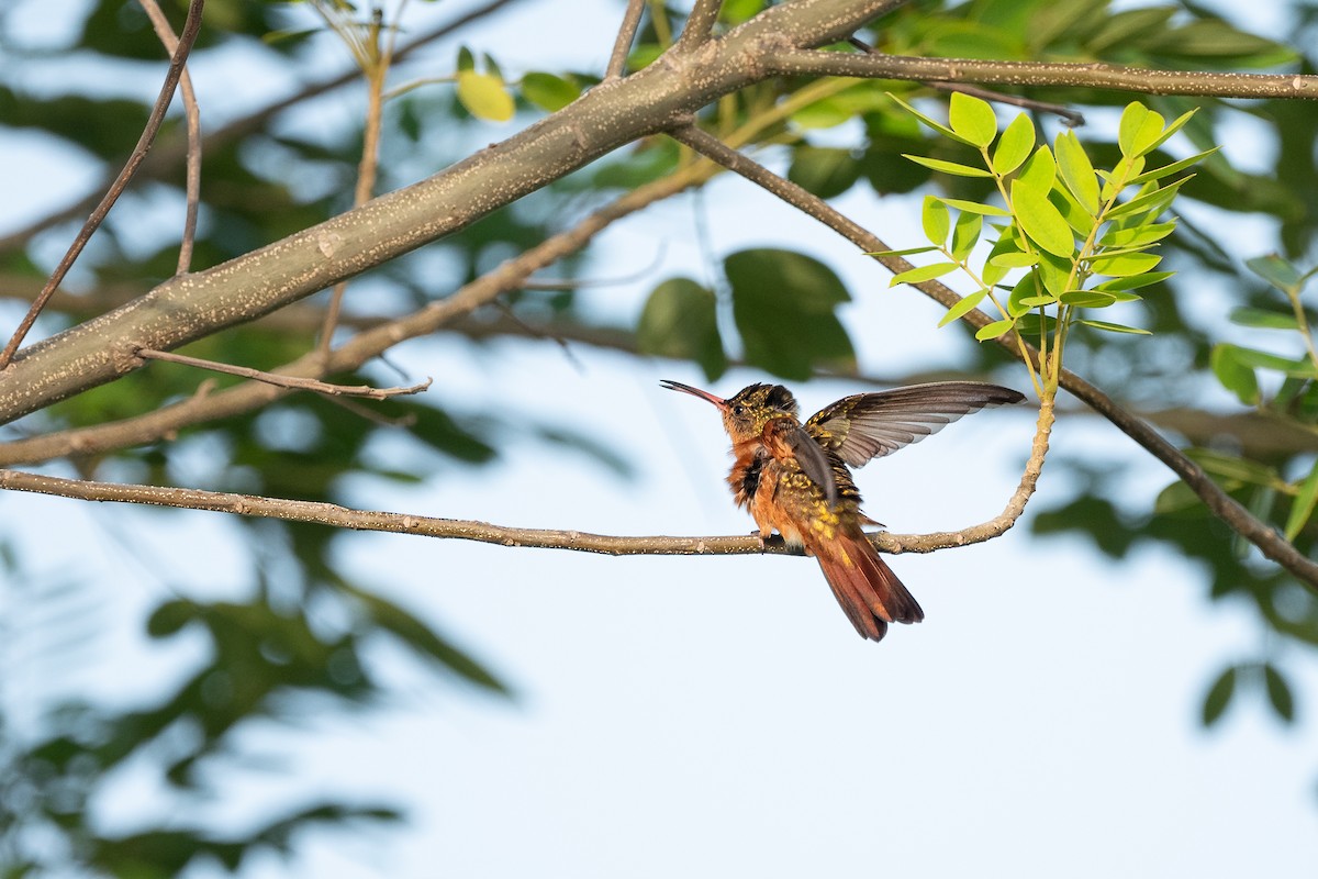 Cinnamon Hummingbird - ML622055803