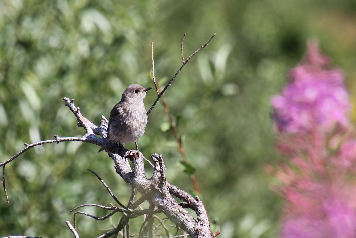 Mountain Bluebird - ML622055807