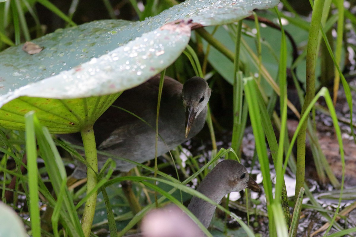 Common Gallinule - ML622055809