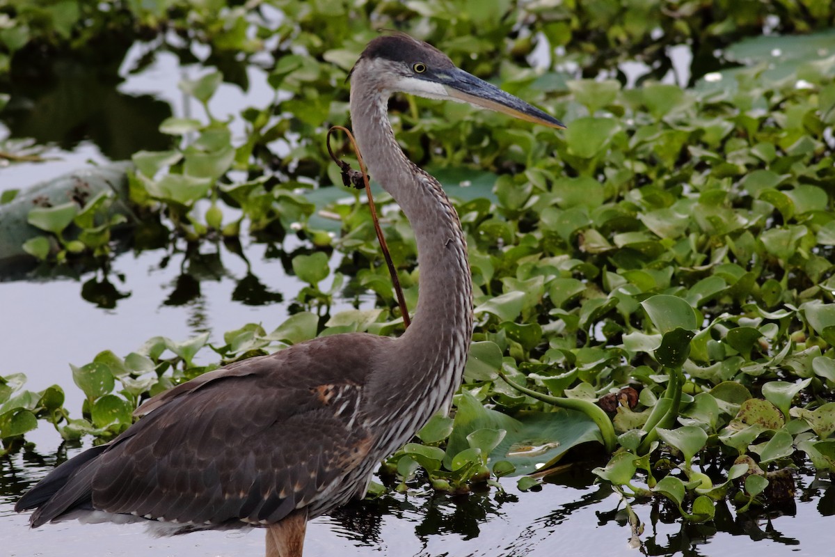 Great Blue Heron - ML622055815