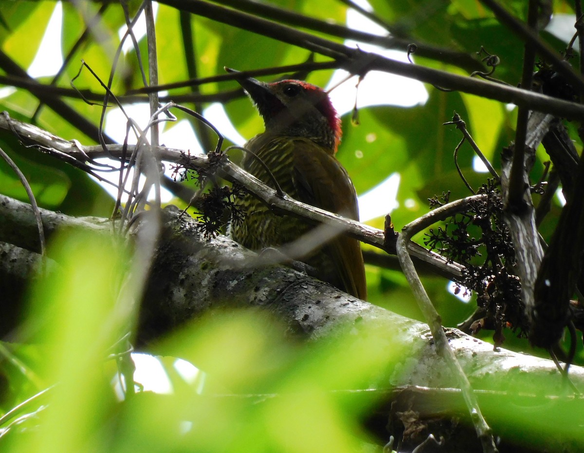 Golden-olive Woodpecker - ML622055818