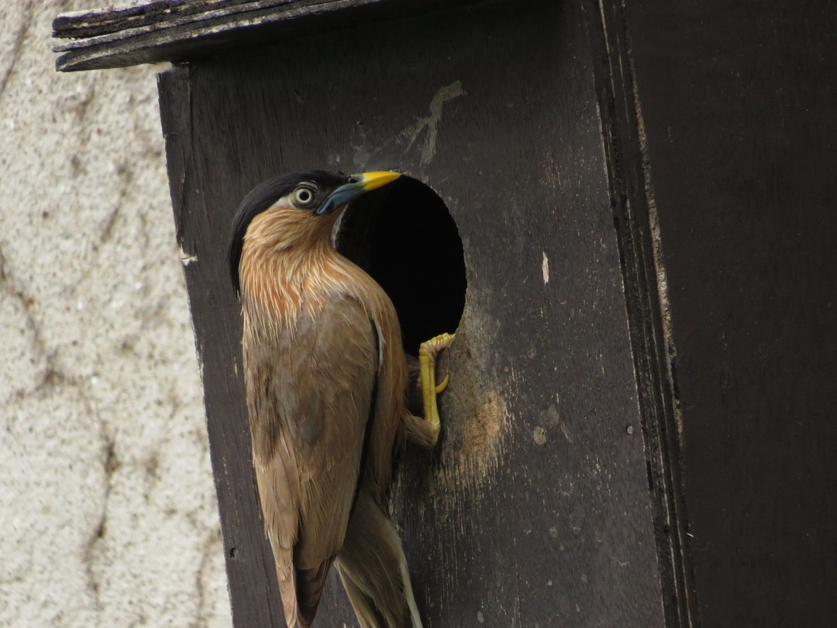 Brahminy Starling - ML622055819