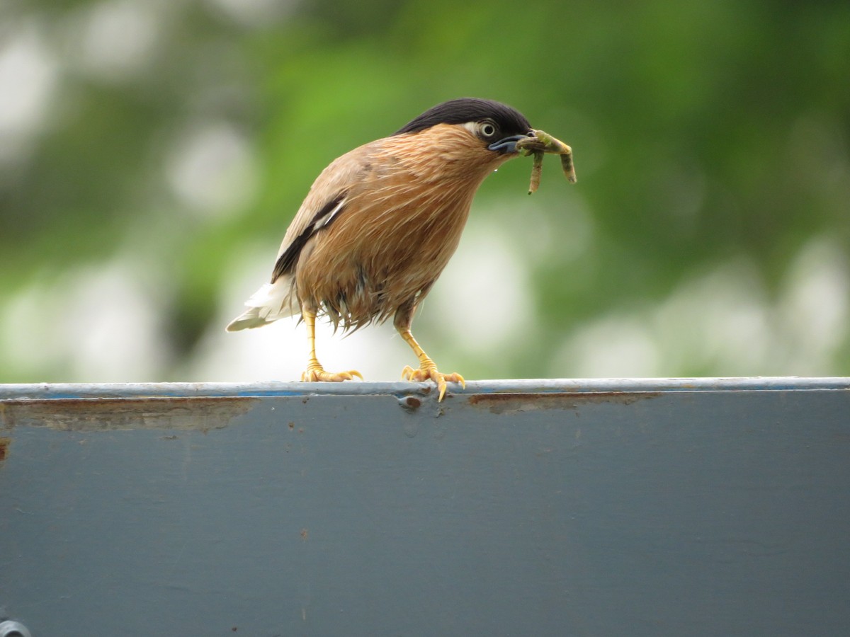 Brahminy Starling - ML622055820