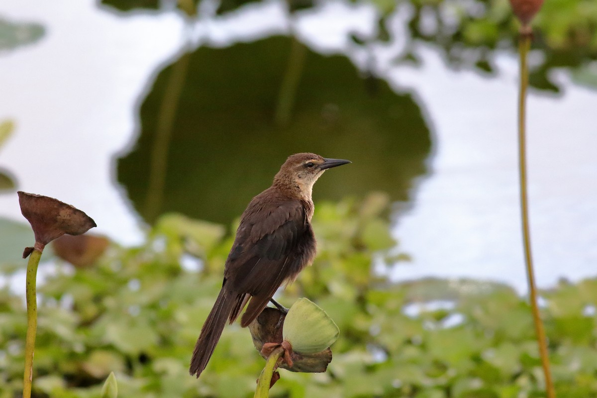 Boat-tailed Grackle - ML622055822