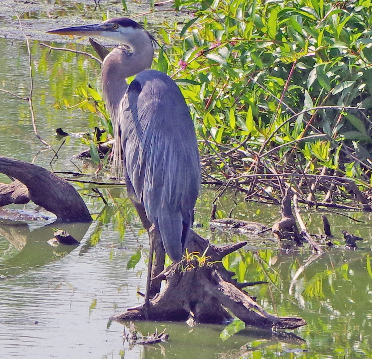 Great Blue Heron - ML622055824