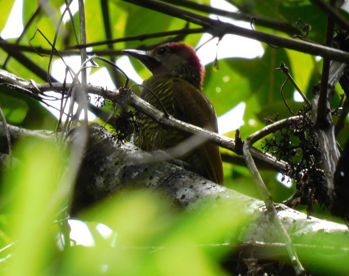 Golden-olive Woodpecker - ML622055825