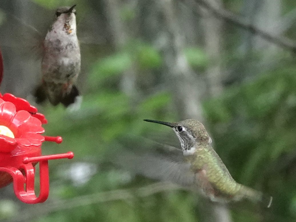 Rufous Hummingbird - ML622055826