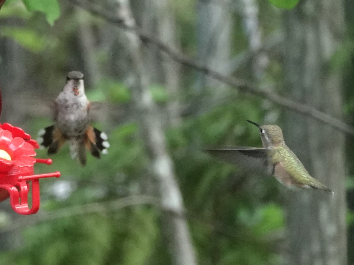 Rufous Hummingbird - ML622055827