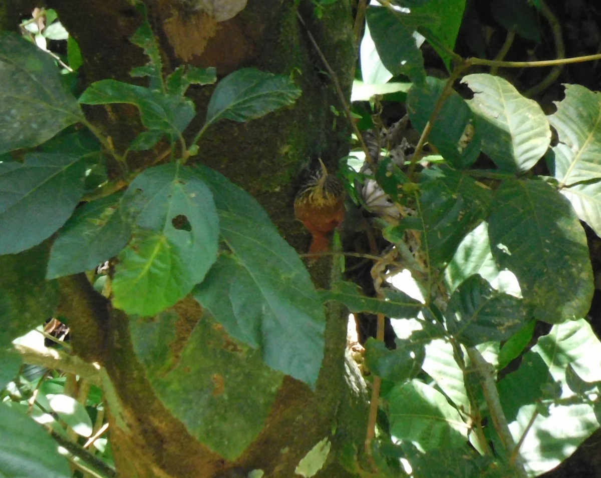 Streak-headed Woodcreeper - ML622055828