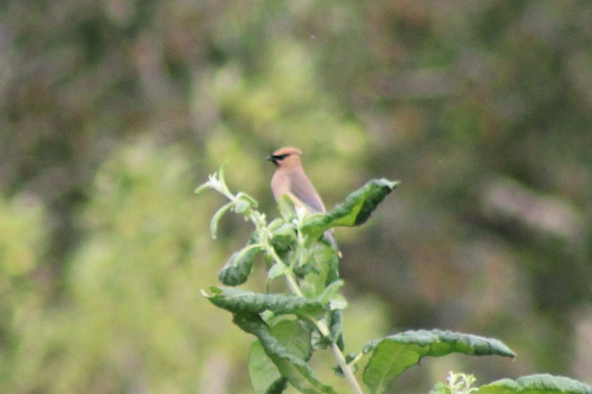 Cedar Waxwing - ML622055829