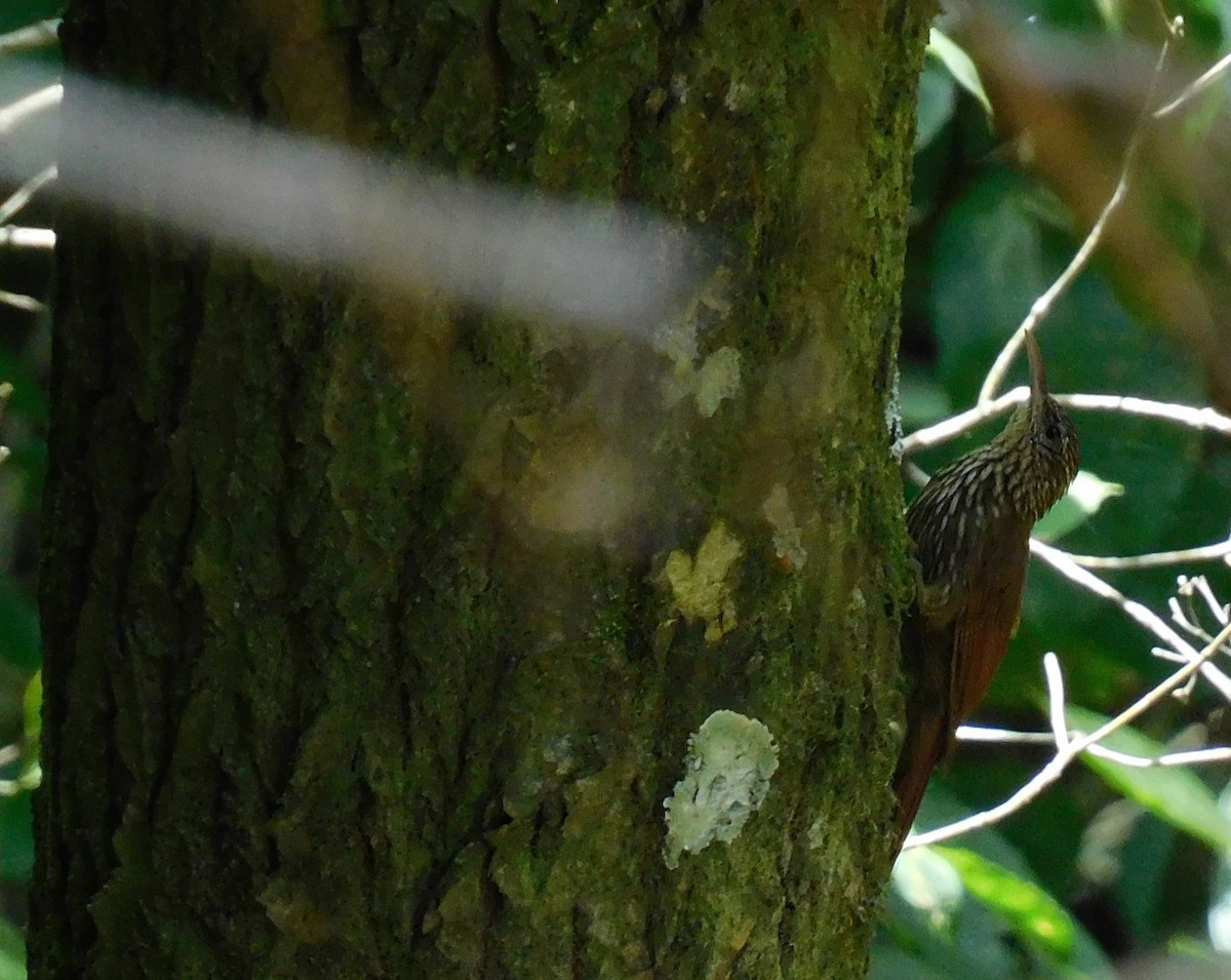 Streak-headed Woodcreeper - ML622055831