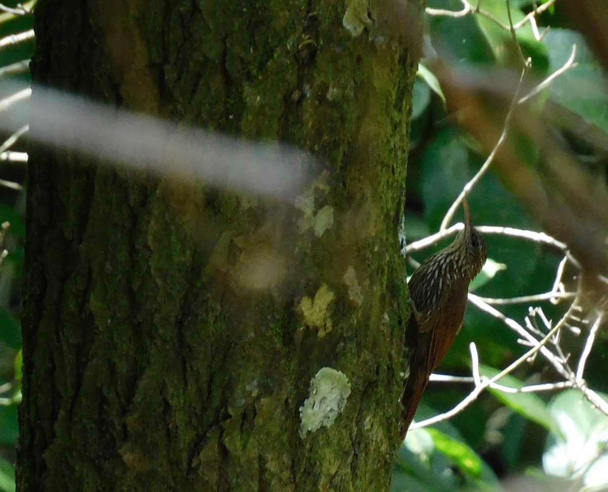 Streak-headed Woodcreeper - ML622055832