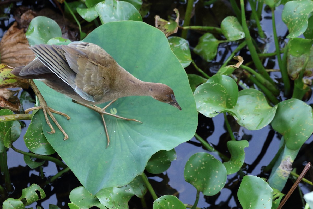 Purple Gallinule - ML622055833