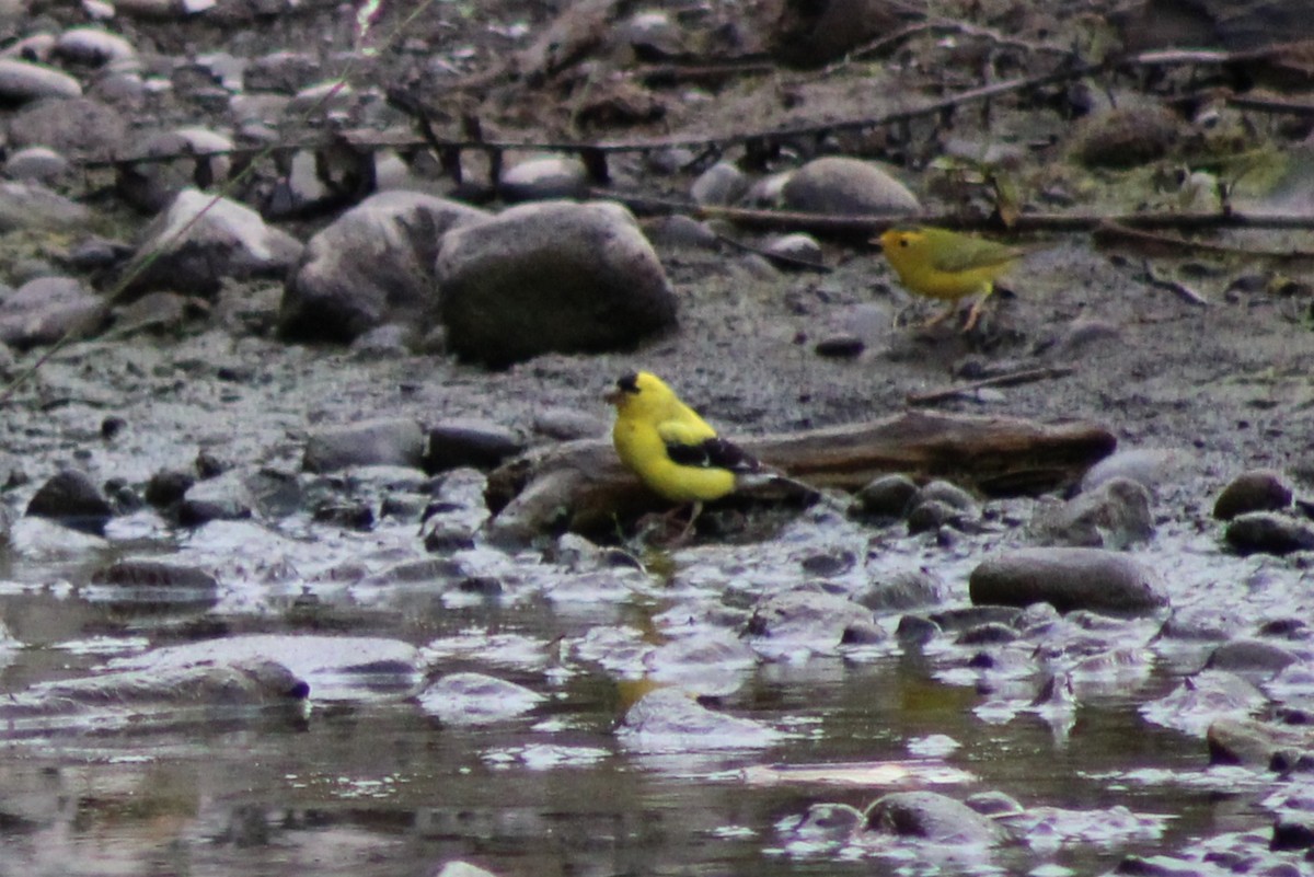 American Goldfinch - ML622055834