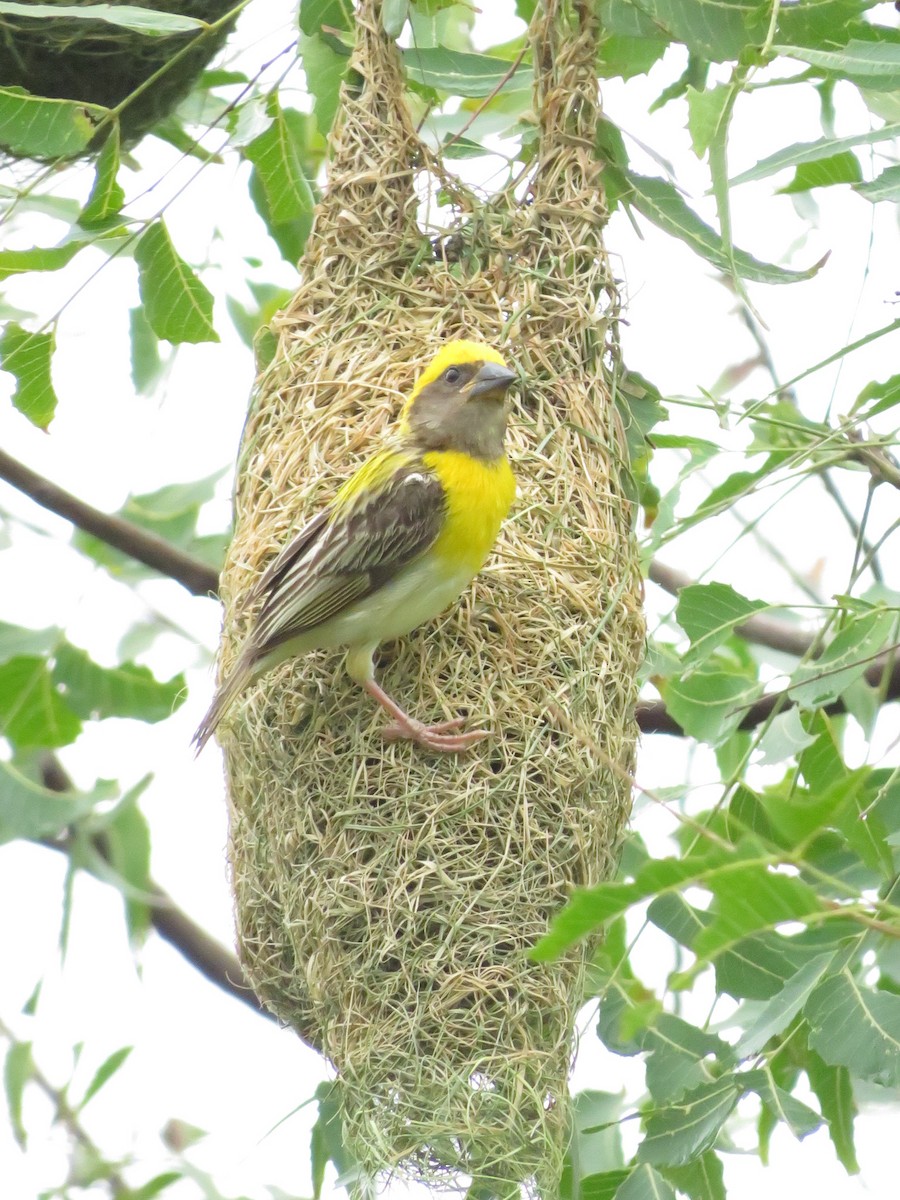 Baya Weaver - ML622055837