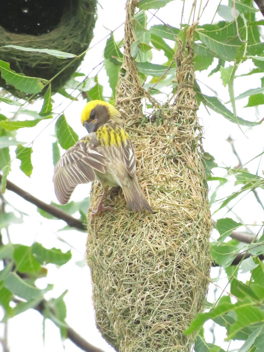 Baya Weaver - ML622055838