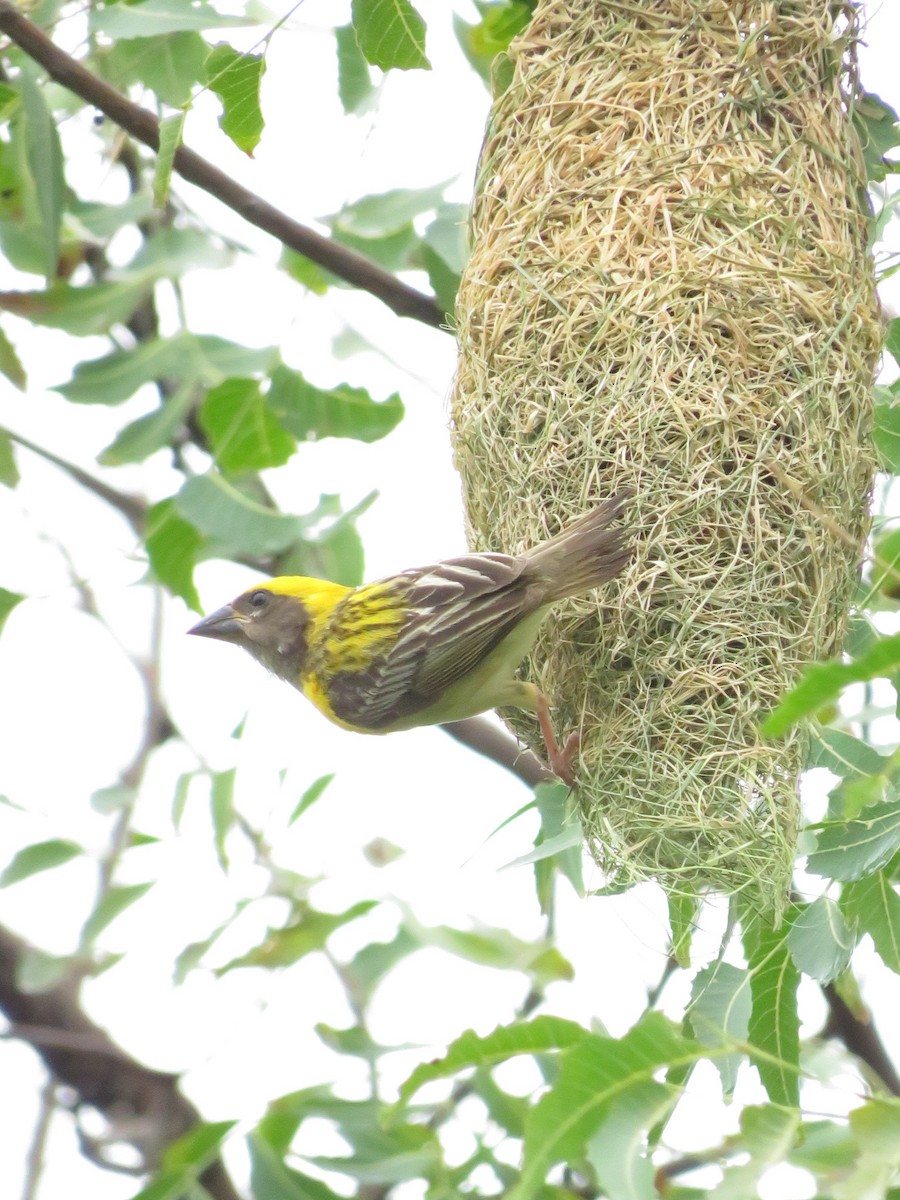 Baya Weaver - ML622055839