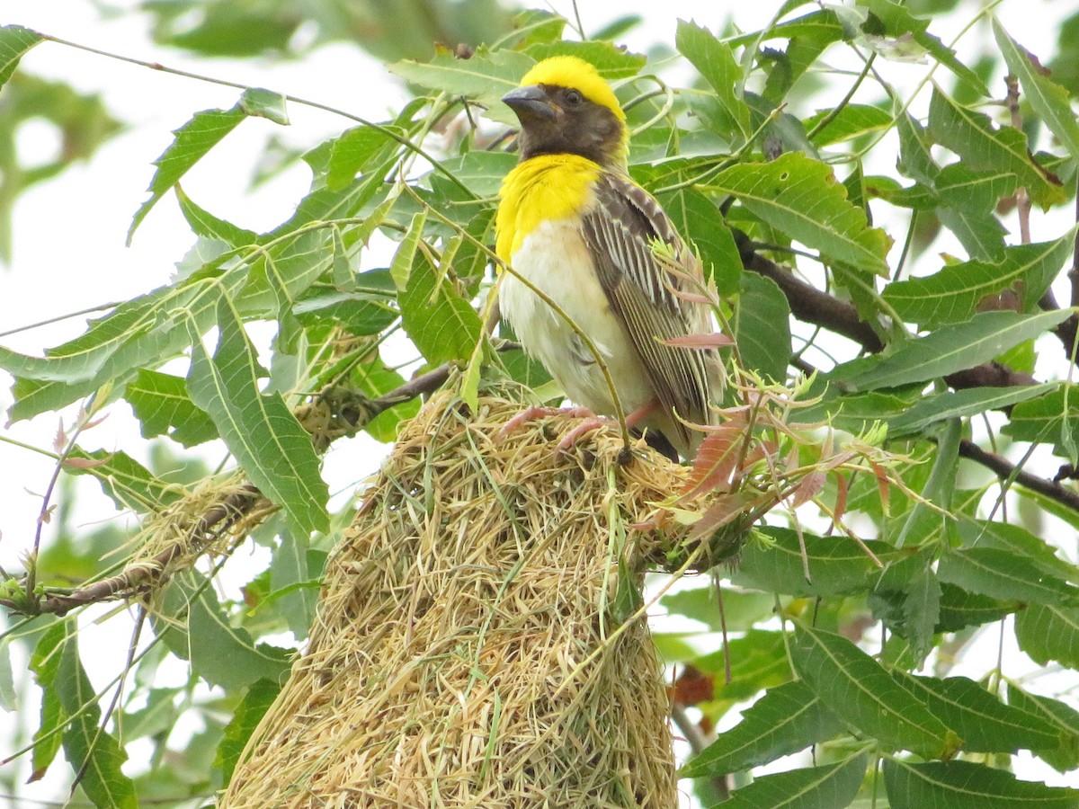 Baya Weaver - Mahmadanesh Khira