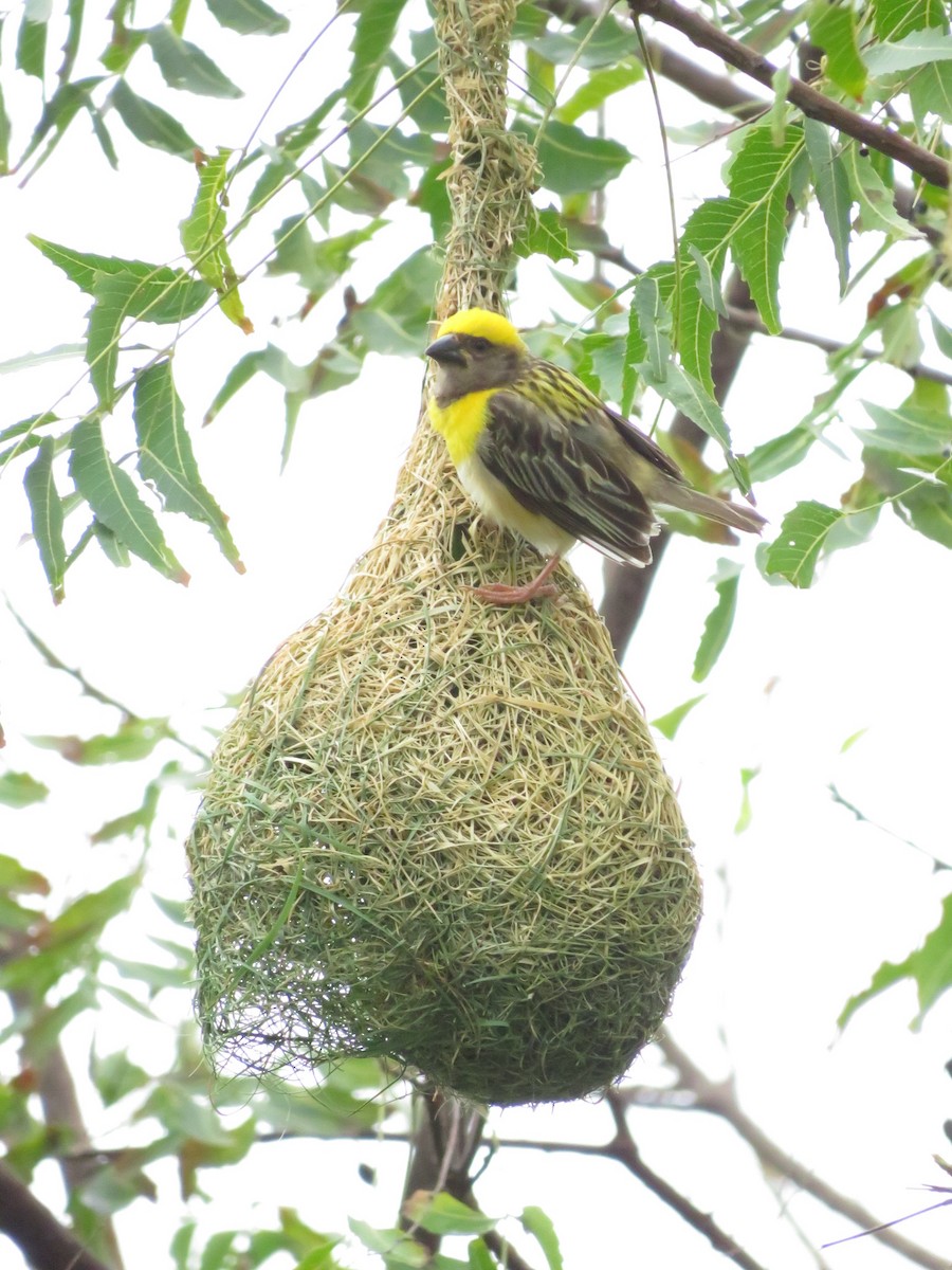 Baya Weaver - ML622055842