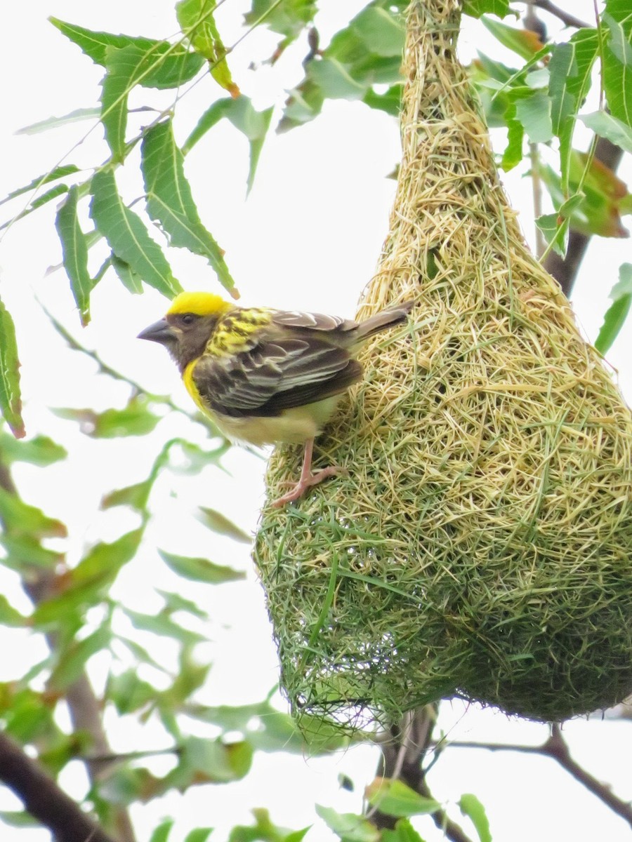 Baya Weaver - ML622055843