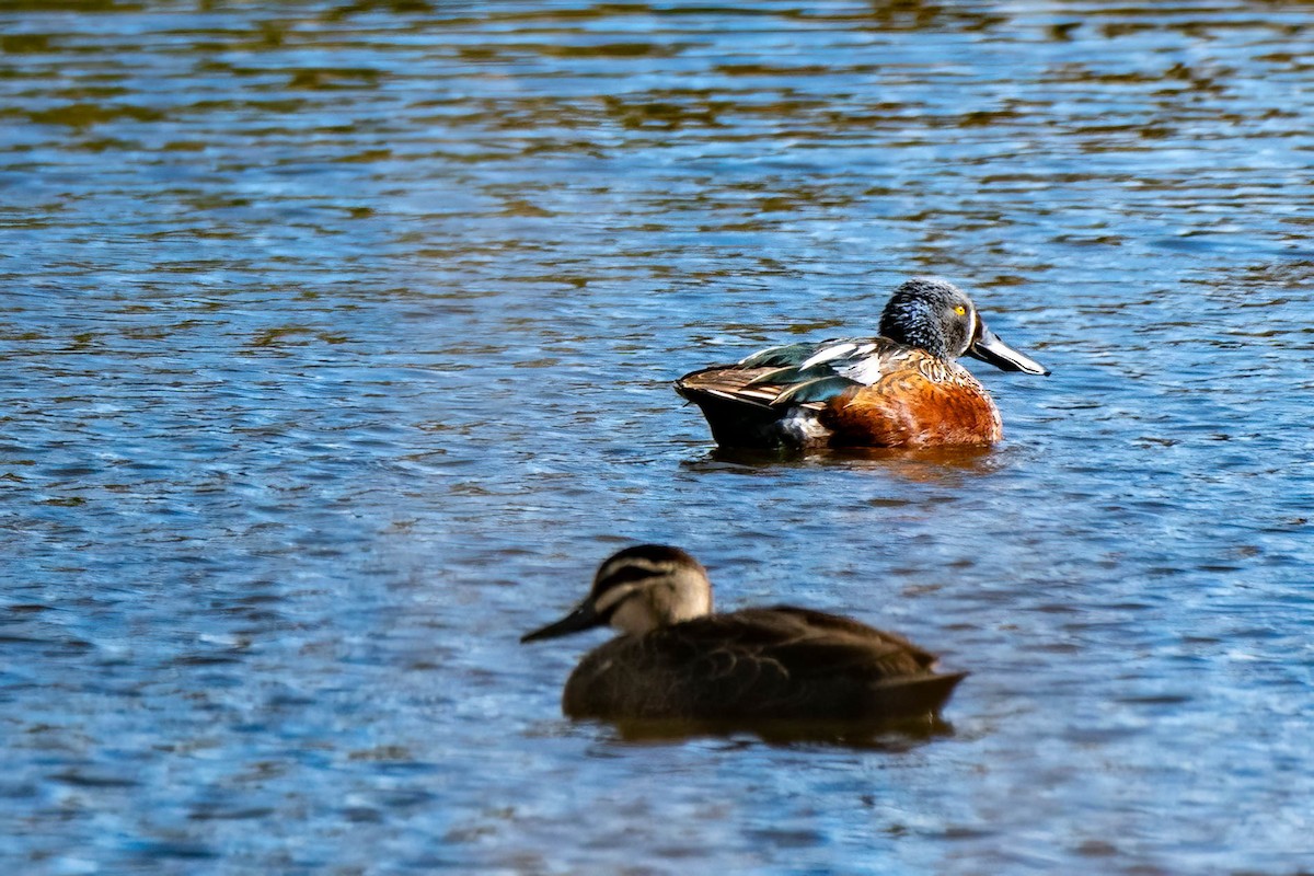 Pacific Black Duck - ML622055845