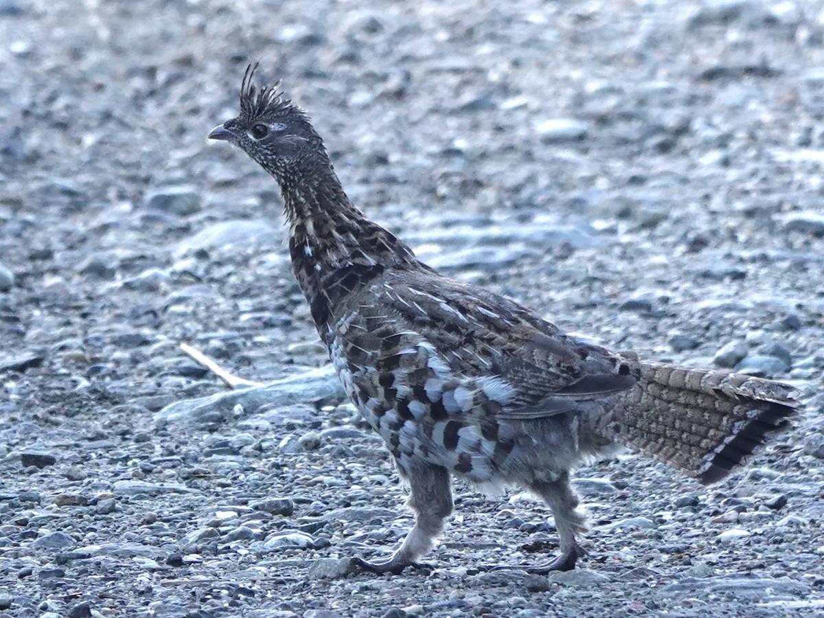 Ruffed Grouse - ML622055847