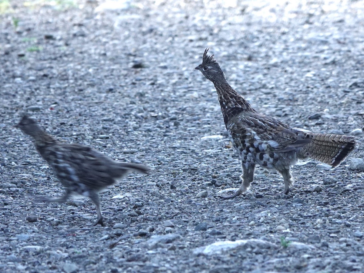 Ruffed Grouse - ML622055848