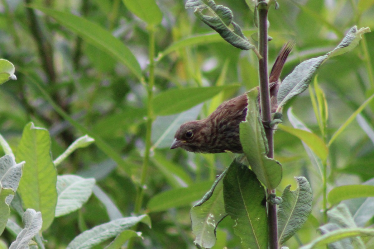 Song Sparrow - ML622055849